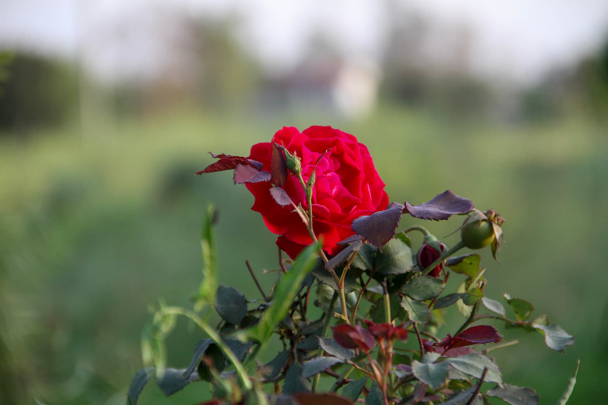 Rose