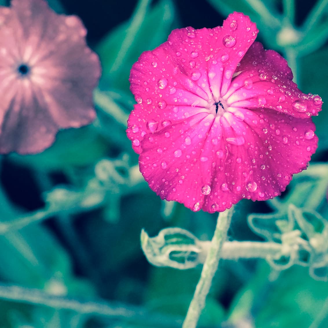 Purple Flower